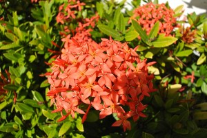 garden-flowers