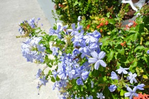 poinsettiavialls-blueflowers